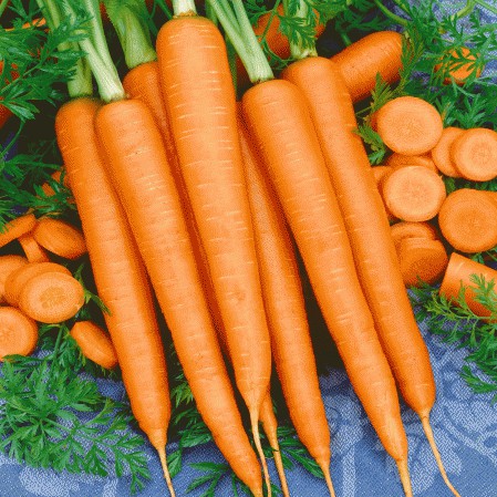 Carrots (kg)